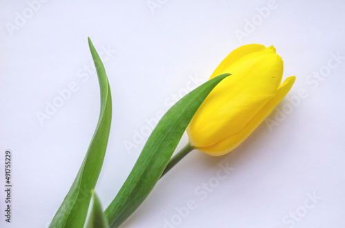 Yellow tulip isolated on white
