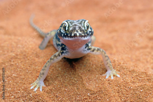 Sand gecko basking in the sand, Closeup sand gecko (Stenodactylus petrii) photo