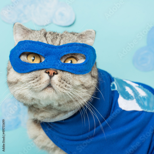 Cat in superhero costume.British cat breed.Leader concept.Festive outfit for Halloween,New Year,Christmas or masquerade.Holiday party and animal clothing,advertising © Anton