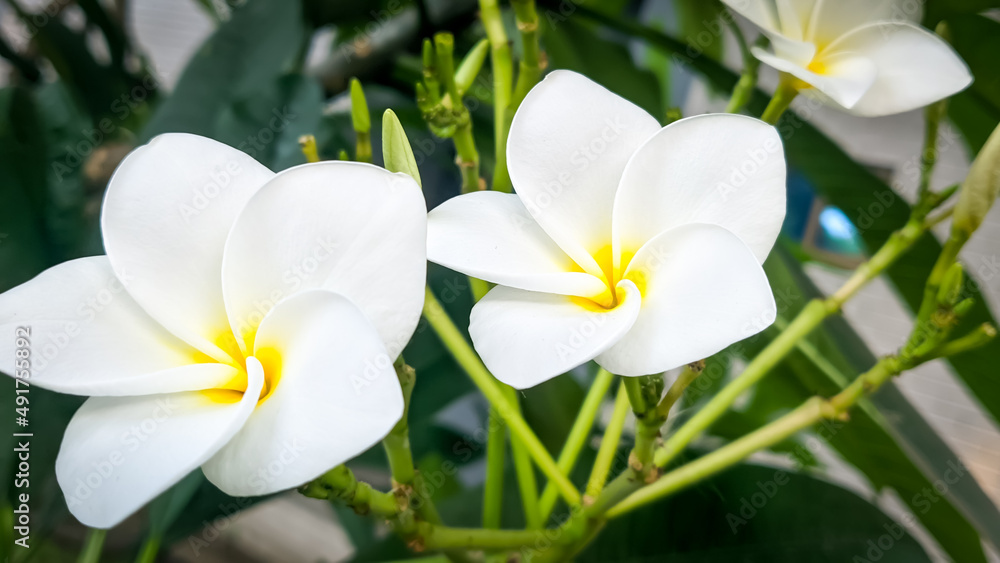 White Plumeria flowers(kath golap) in the garden selective focus with grean leaf backgrounds.