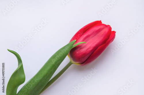 red tulip on a white background