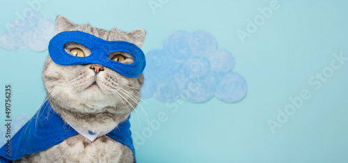 Cat in superhero costume.British cat breed.Leader concept.Festive outfit for Halloween New Year Christmas or masquerade.Holiday party and animal clothing advertising