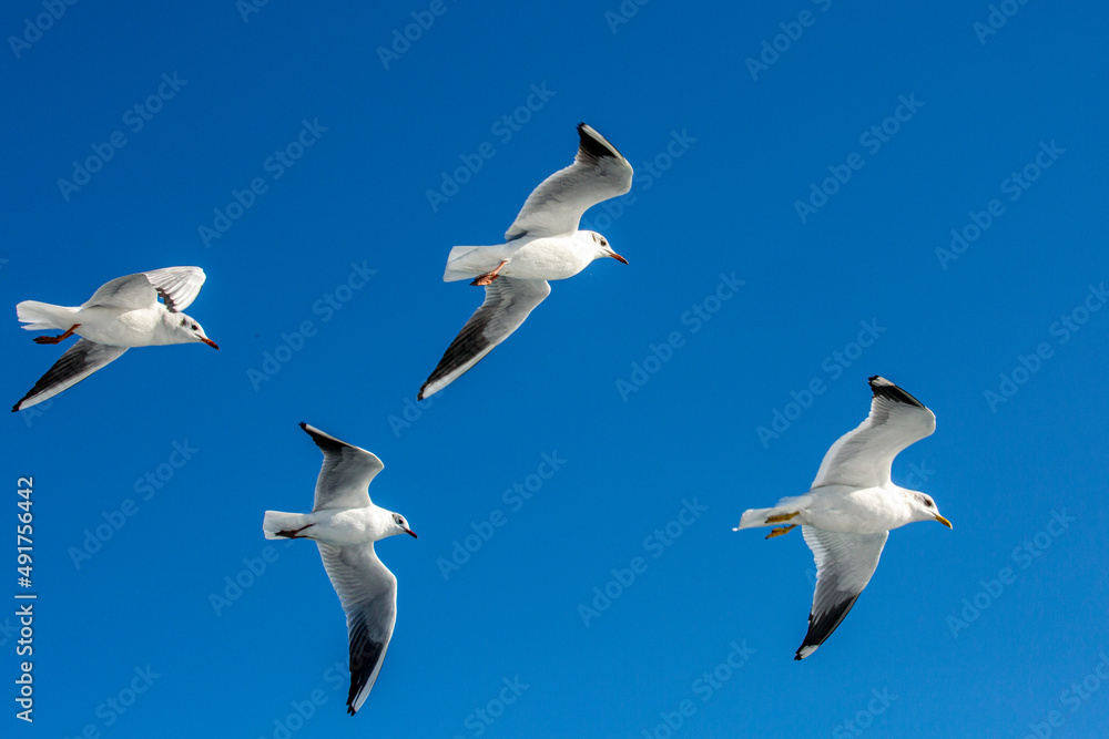 Fototapeta premium seabirds and wildlife