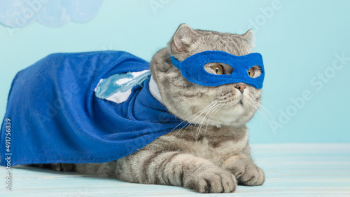 superhero cat, Scottish Whiskas with a blue cloak and mask. The concept of a superhero, super cat, leader © Anton