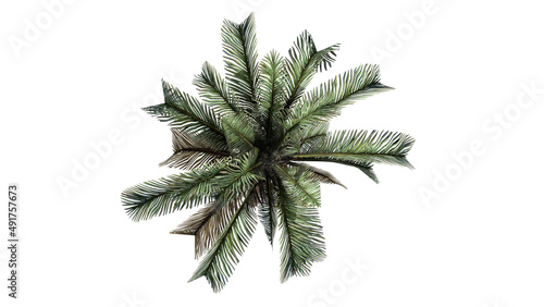 3d palm tree topview isolated on white background   © Keyframe's
