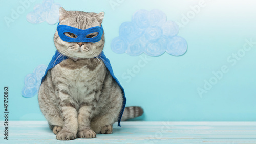 Cat in superhero costume.British cat breed.Leader concept.Festive outfit for Halloween,New Year,Christmas or masquerade.Holiday party and animal clothing,advertising © Anton