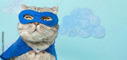 superhero cat, Scottish Whiskas with a blue cloak and mask. The concept of a superhero, super cat, leader © Anton