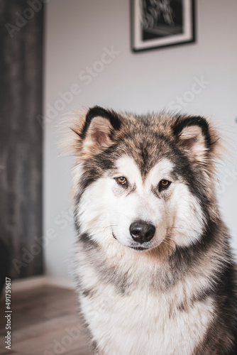 Young Alaskan Malamute with cute snout. Adorable dog baby with loving eyes and cute grey mask on the face. Selective focus on the details, blurred background.