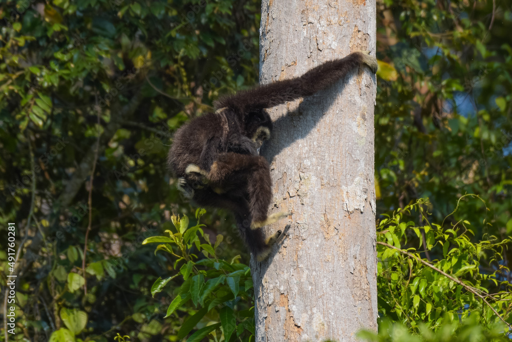 White-handed gibbon or Gibbons on trees, gibbon hanging from the tree branch. Animal in the wild, Khao Yai National Park, Thailand. White-handed gibbon or Gibbons on trees, gibbon hanging from the tree branch. Animal in the wild, Khao Yai National Park, Thailand.