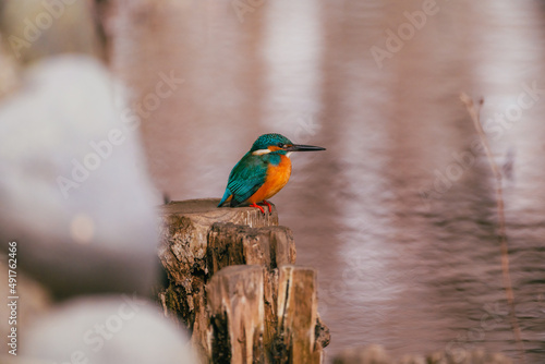 冬の水元公園のカワセミ