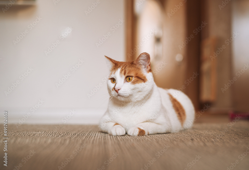 White and red domestic cat on floor in the room at home
