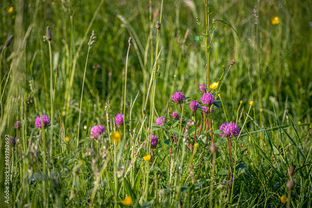 Fresh flowers in summer. Pink clover blooming in a wild meadow in Lithuania. Green small leaves closeup. Selective focus on the details, blurred background. Fresh flowers in summer. Pink clover blooming in a wild meadow in Lithuania. Green small leaves closeup. Selective focus on the details, blurred background.