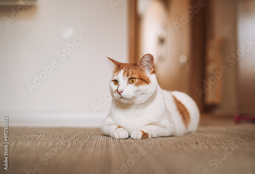 Fototapeta Naklejka Na Ścianę i Meble -  White and red domestic cat on floor in the room at home