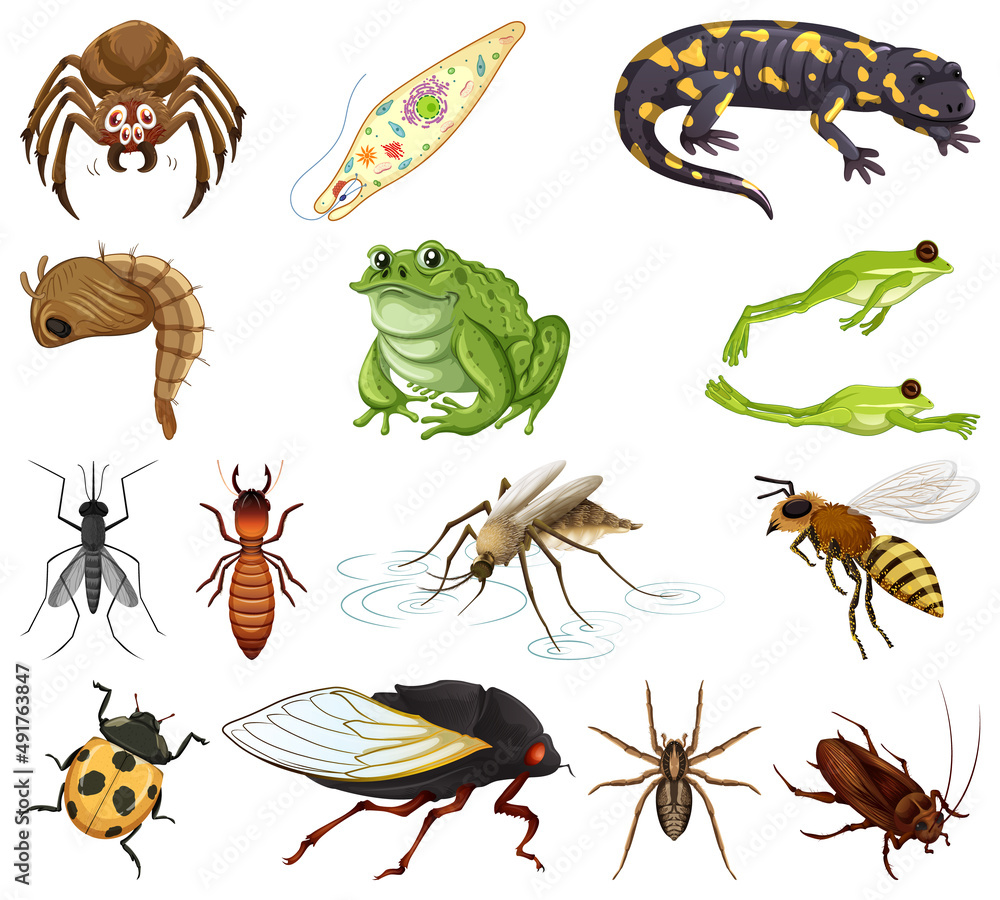 Different kinds of insects and animals on white background Different kinds of insects and animals on white background