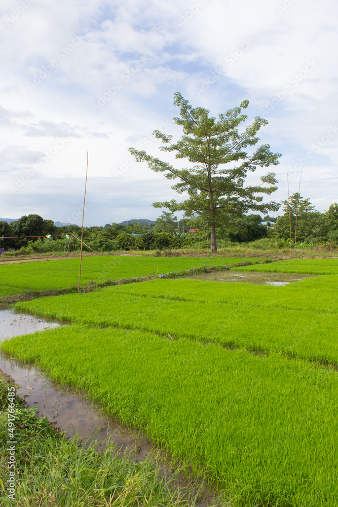green rice field with Bombax ceiba