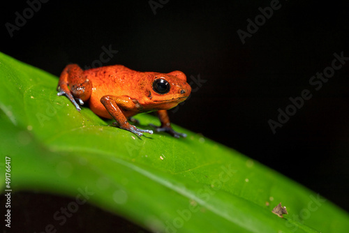 The strawberry poison frog or strawberry poison-dart frog (Oophaga pumilio, formerly Dendrobates pumilio) is a species of small poison dart frog found in Central America