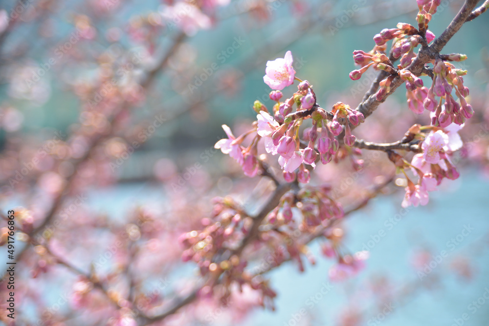 Fototapeta premium 満開の河津桜-2