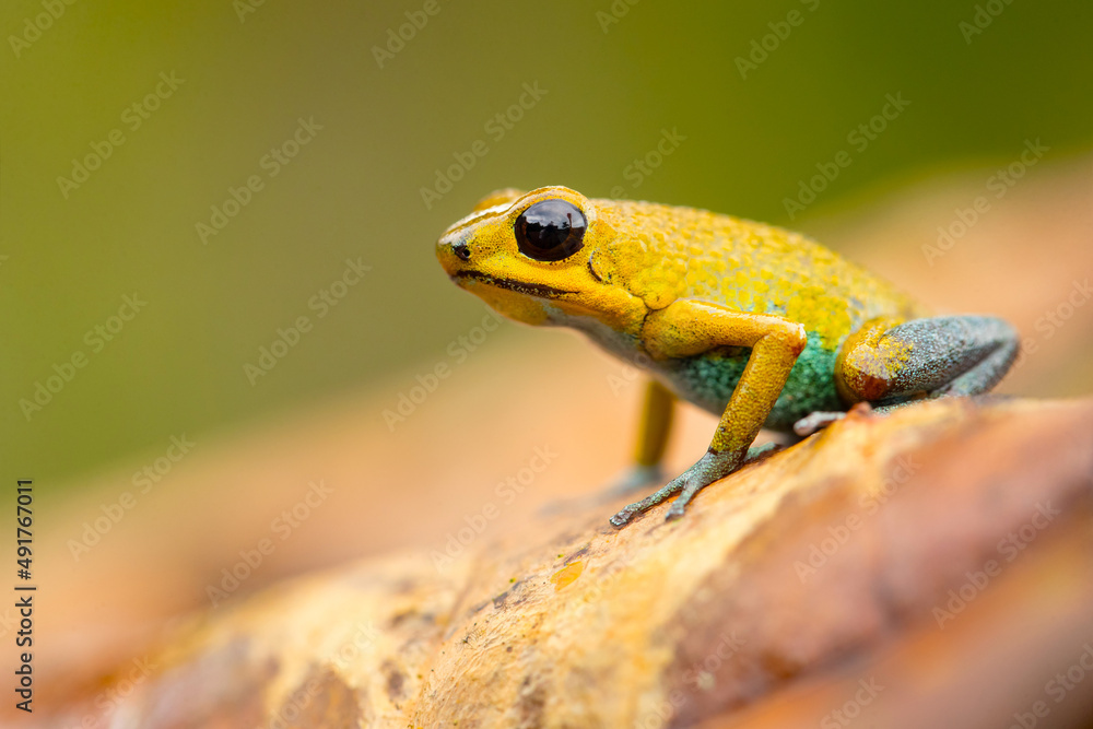The granular poison frog (Oophaga granulifera) is a species of frog in the family Dendrobatidae, found in Costa Rica and Panama. The granular poison frog (Oophaga granulifera) is a species of frog in the family Dendrobatidae, found in Costa Rica and Panama.