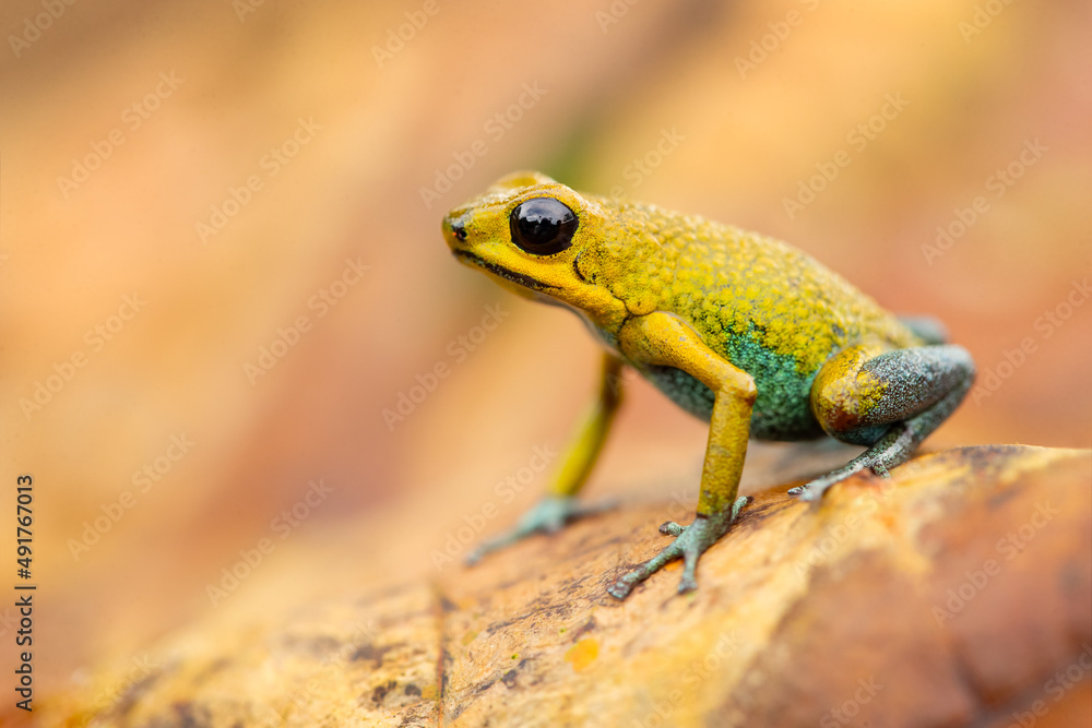 Fototapeta premium The granular poison frog (Oophaga granulifera) is a species of frog in the family Dendrobatidae, found in Costa Rica and Panama.