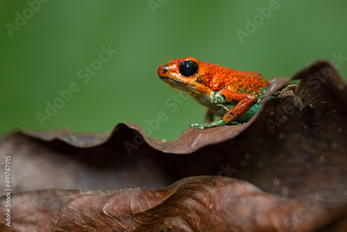 The granular poison frog (Oophaga granulifera) is a species of frog in the family Dendrobatidae, found in Costa Rica and Panama. photo