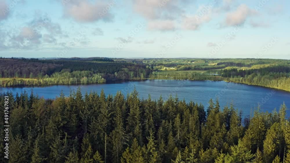 beautiful trees it looks like a wizard forest. green moss covers the soil at the bottom of the forest.