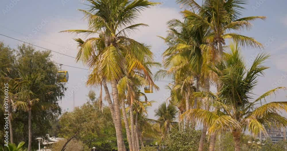 cable car moving in modern city with coconut trees in foreground coconut trees and cable car in Kish Island, Iran