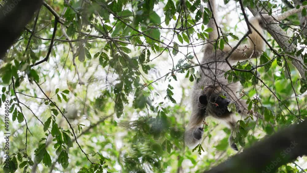 Hungry young black howler, alouatta caraya hanging upside down, eating delicious fruits off the tree and slowly climb away in the wild jungle with dense foliage, pantanal conservation area, brazil. Hungry young black howler, alouatta caraya hanging upside down, eating delicious fruits off the tree and slowly climb away in the wild jungle with dense foliage, pantanal conservation area, brazil.