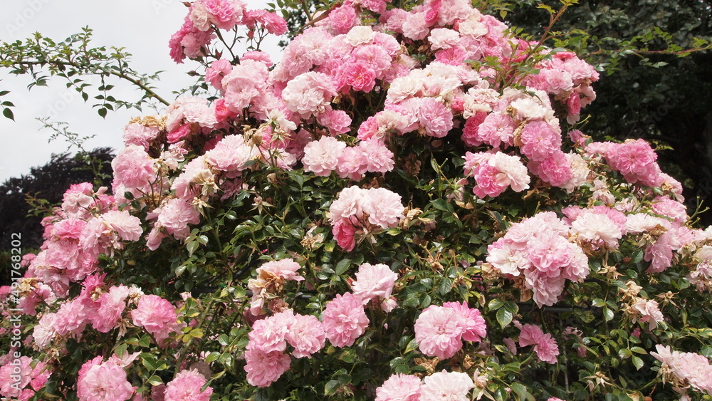 Spring rose garden Spring rose garden
