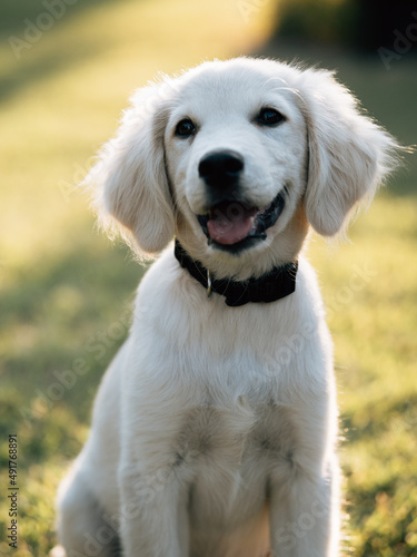 Happy dog, golden teriever puppy.