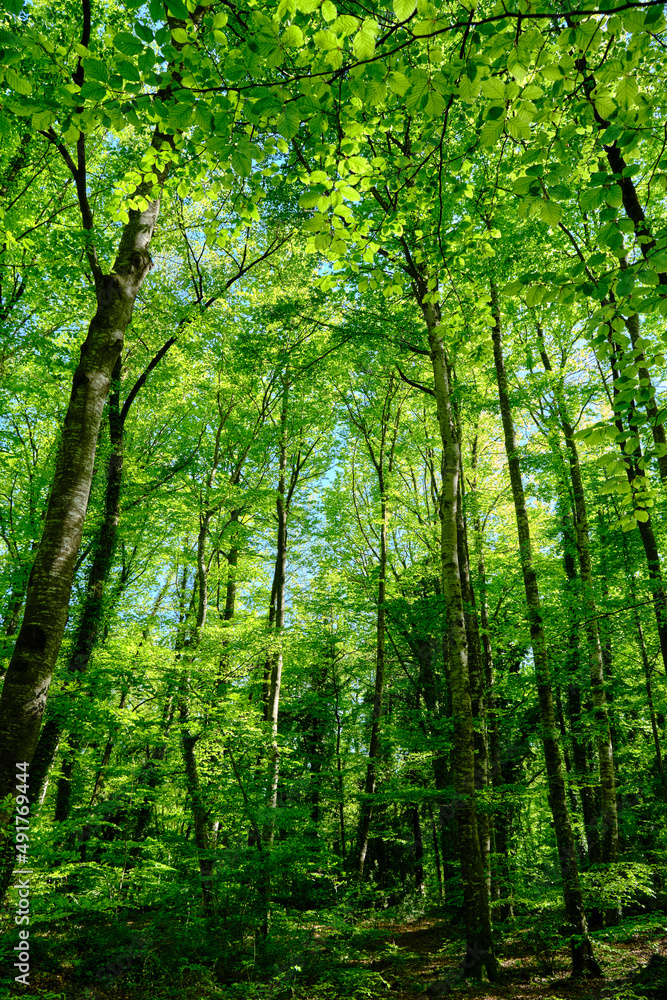 Beech forest in spring in the Fageda d'en Jordà, Girona, Spain