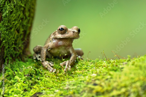 Photo The Panama cross-banded tree frog (Smilisca sila) is a species of frog in the fa