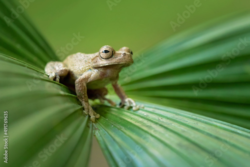 The Panama cross-banded tree frog (Smilisca sila) is a species of frog in the family Hylidae found in the humid Pacific lowlands of southwestern Costa Rica to eastern Panama and in the Caribbean