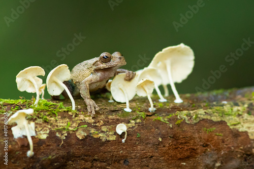 The Panama cross-banded tree frog (Smilisca sila) is a species of frog in the family Hylidae found in the humid Pacific lowlands of southwestern Costa Rica to eastern Panama and in the Caribbean photo