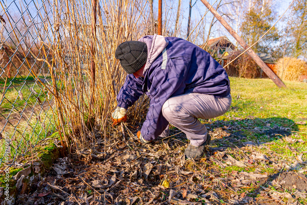 Gardener cuts the stems of dry vegetation with garden shears Gardener cuts the stems of dry vegetation with garden shears