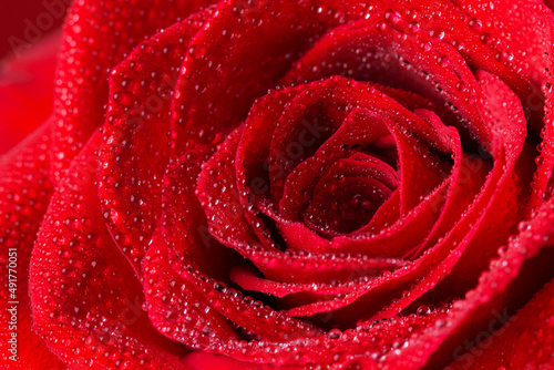 Fototapeta Naklejka Na Ścianę i Meble -  Beautiful red rose flower with water drops closeup. Macrophotography of rose flower head. Natural flower background.