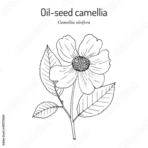 Oil-seed or tea oil camellia Camellia oleifera , edible and ornamental plant photo