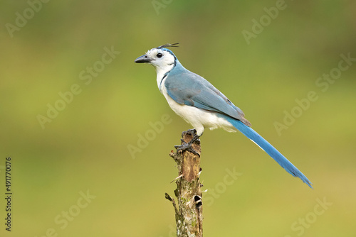 The white-throated magpie-jay (Calocitta formosa) is a large Central American species of magpie-jay. It ranges in Pacific-slope thorn forest from Jalisco, Mexico to Guanacaste, Costa Rica. © Milan