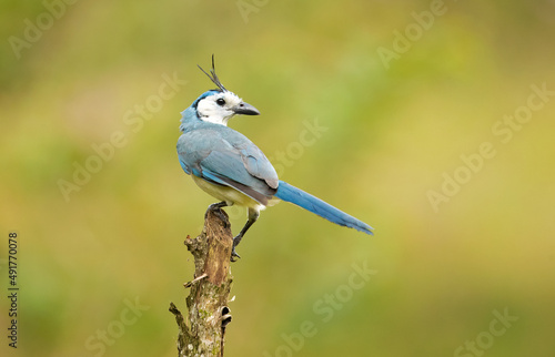 The white-throated magpie-jay (Calocitta formosa) is a large Central American species of magpie-jay. It ranges in Pacific-slope thorn forest from Jalisco, Mexico to Guanacaste, Costa Rica. photo