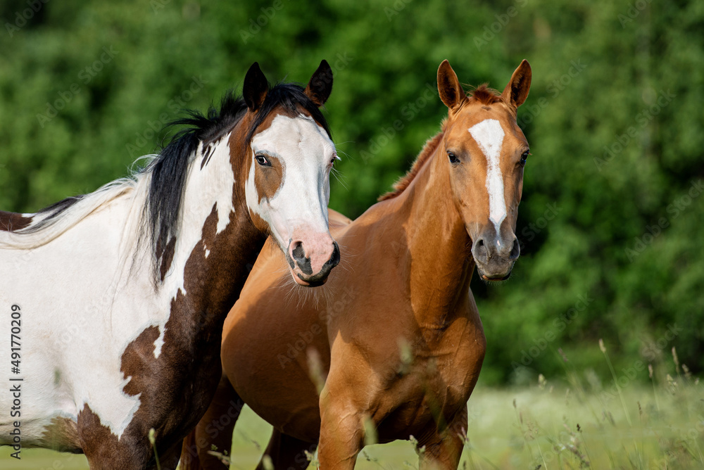Two horses together in summer Two horses together in summer