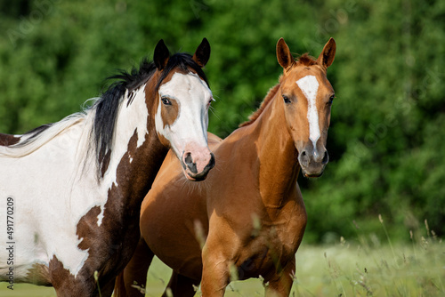 Two horses together in summer © Rita Kochmarjova