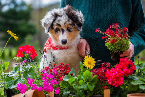 Εκτύπωση καμβά Woman with adorable Australian Shepherd puppy and spring flower seedlings