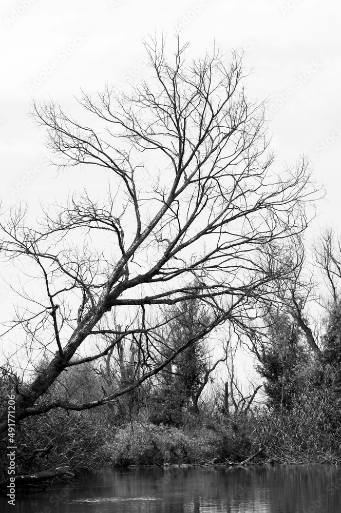 trees hanging down low to the water of the river shot in black and white trees hanging down low to the water of the river shot in black and white