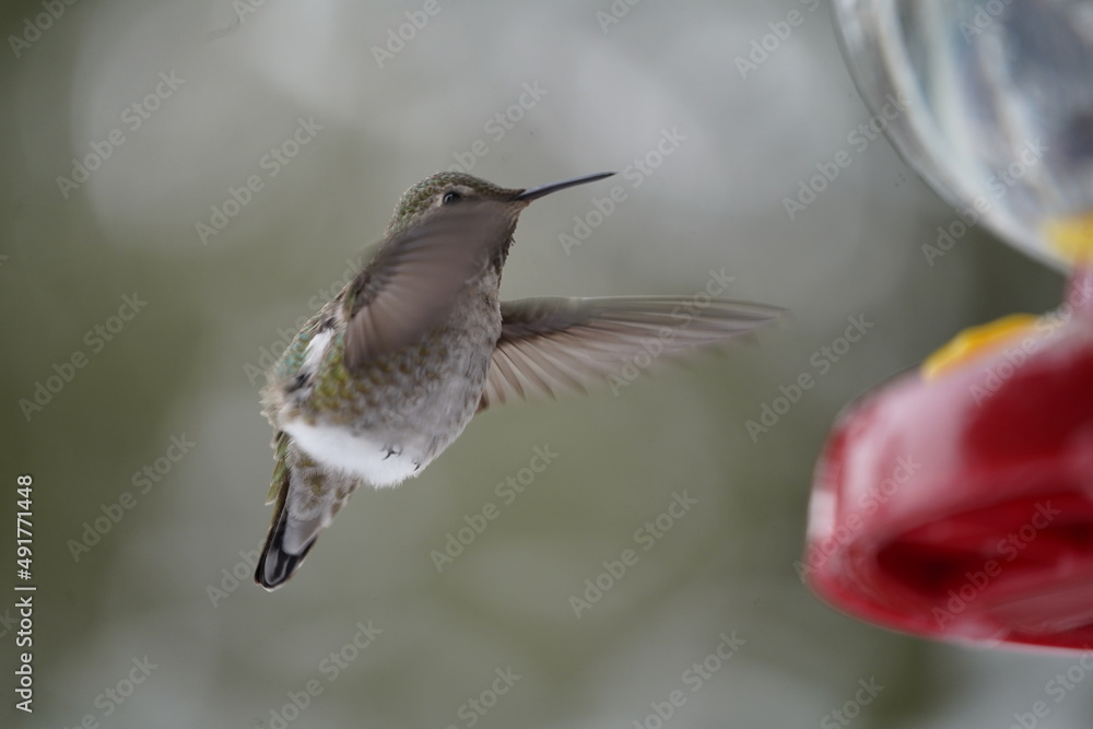 Fototapeta premium ハチドリ 冬の ハミングバード 可愛い 飛ぶ 小さい 鳥 野鳥観察 雪