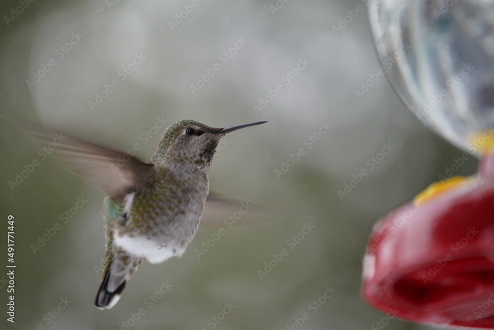 Fototapeta premium ハチドリ 冬の ハミングバード 可愛い 飛ぶ 小さい 鳥 野鳥観察 雪