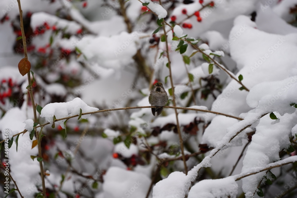 ハチドリ　冬の　ハミングバード　可愛い　飛ぶ　小さい　鳥　野鳥観察　雪