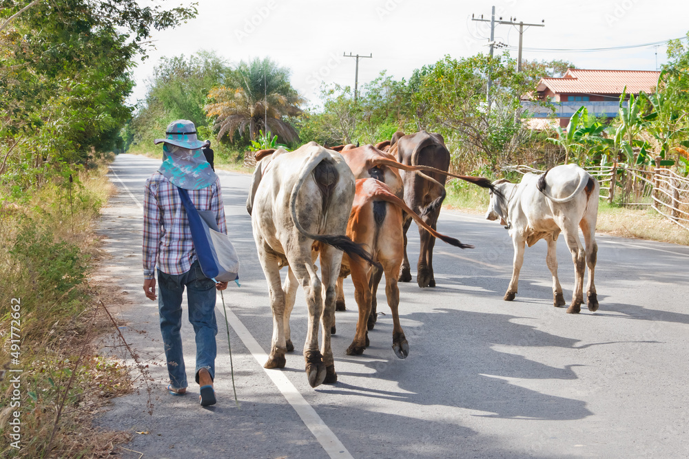 Beef herd cattle.