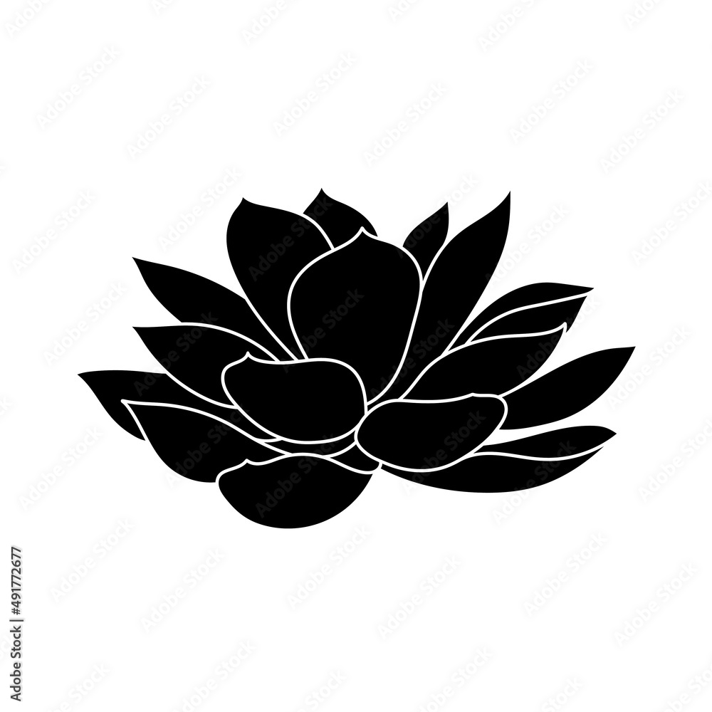 Obraz premium Succulent echeveria in simple style, vector illustration. Desert flower for print and design. Silhouette mexican plant, graphic isolated element on a white background. Houseplant for decor interior
