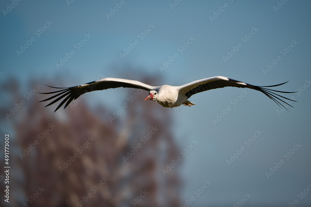Flying stork on the way to its nest Flying stork on the way to its nest