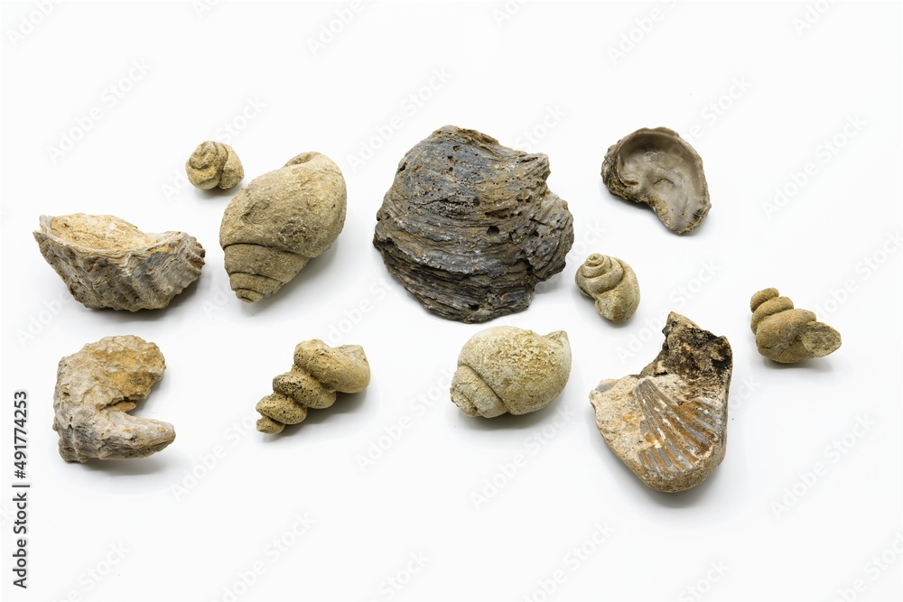 Multiple and various marine fossils such as shells, conches isolated on white background Multiple and various marine fossils such as shells, conches isolated on white background
