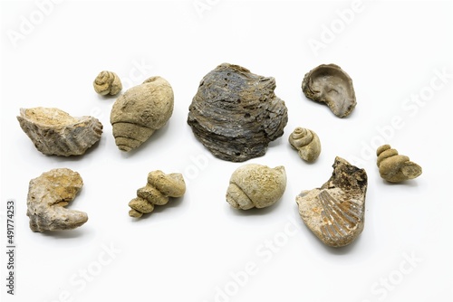 Multiple and various marine fossils such as shells, conches isolated on white background photo